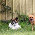Photo of Brandi ~ Small Foxy X (On Trial .3/5/15)