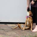 Photo of Brandi ~ Small Foxy X (On Trial .3/5/15)