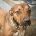 Photo of Buddy