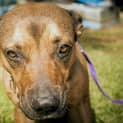Photo of Buddy