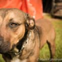 Photo of Buddy