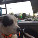 Photo of Thumper
