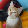 Photo of Mowgli