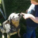 Photo of Sapphire (Adoption Pending)