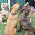 Photo of Miss Latte ~ Catahoula (On Trial 28/6/15) 
