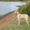 Photo of Miss Latte ~ Catahoula (On Trial 28/6/15) 