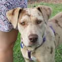 Photo of Miss Latte ~ Catahoula (On Trial 28/6/15) 