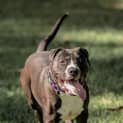 Photo of Bruiser ~ #1500354
