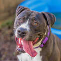 Photo of Bruiser ~ #1500354