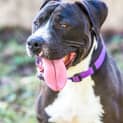 Photo of Bruiser ~ #1500354