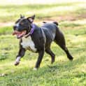 Photo of Bruiser ~ #1500354