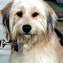 Photo of Blondie ~ Wheaten Terrier ~ On Trial 17/5/15