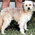 Photo of Blondie ~ Wheaten Terrier ~ On Trial 17/5/15