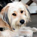 Photo of Blondie ~ Wheaten Terrier ~ On Trial 17/5/15