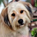 Photo of Blondie ~ Wheaten Terrier ~ On Trial 17/5/15