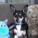 Photo of Pixie ~ Kelpie X Jack Russell (On Trial 8/6/15)