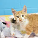 Photo of Mowgli