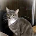 Photo of Smokey @ The Pet House, Tuggerah