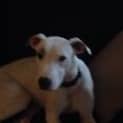 Photo of Schnitzel