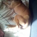Photo of Stella