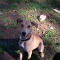 Photo of Stella