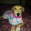 Photo of Stella