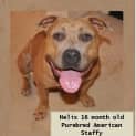 Photo of Helix ~ Purebred American Staffy (Trial 20/5/15)