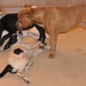 Photo of Helix ~ Purebred American Staffy (Trial 20/5/15)