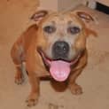 Photo of Helix ~ Purebred American Staffy (Trial 20/5/15)