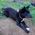 Photo of Rookie (Adopted!)