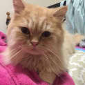 Photo of Albert