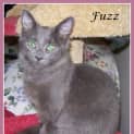 Photo of Fuzz
