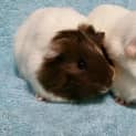 Photo of Lavender And Vixen