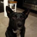 Photo of Rookie (Adopted!)