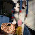 Photo of Kitten Rascal