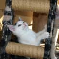 Photo of Kitten Rascal