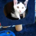Photo of Kitten Rascal
