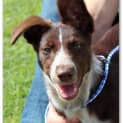 Photo of Possum (Adoption Pending)