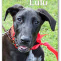 Photo of Lulu (Adoption Pending)