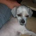 Photo of Benji Button (Adoption Pending)