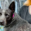 Photo of Indiana ~ #1502182