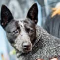 Photo of Indiana ~ #1502182