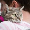 Photo of "Venus" Purrfect Match