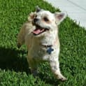 Photo of Benji Button (Adoption Pending)