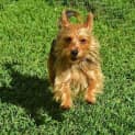 Photo of Cinnamon