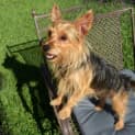 Photo of Cinnamon
