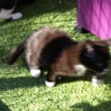 Photo of Kitten Raffi