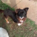 Photo of Bruno 