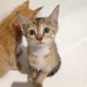 Photo of Piper Kitten Kapers Rescue