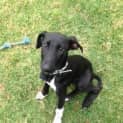 Photo of Willow